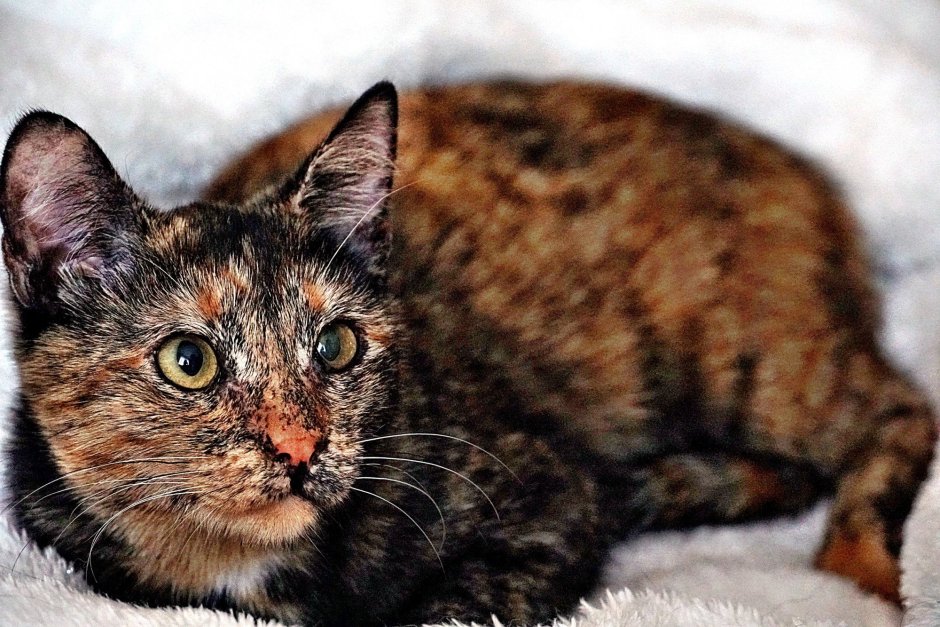 Бенгальский кот сбоку
