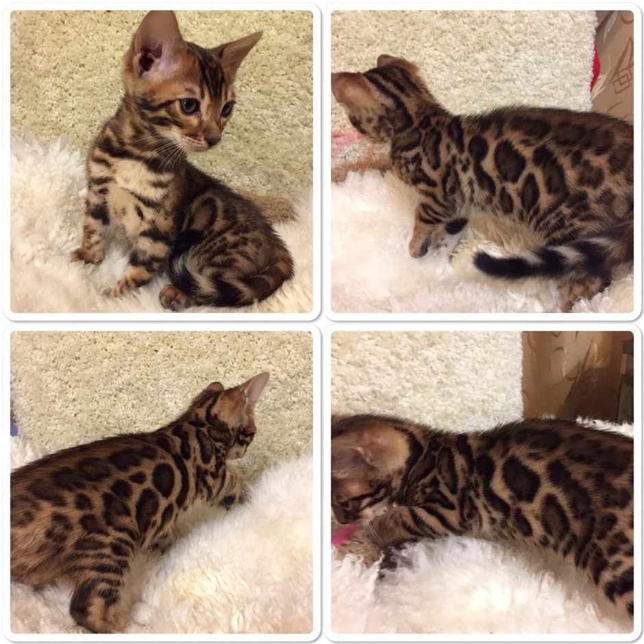 Бенгальская кошка меланистик