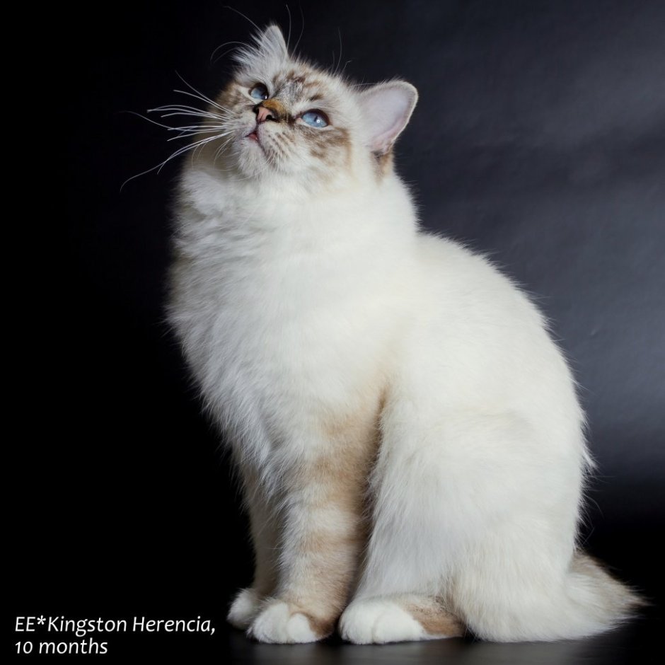 Тибетская Сиамская кошка