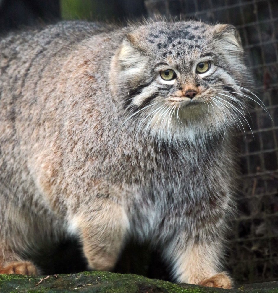 Сибирский дикий кот Манул
