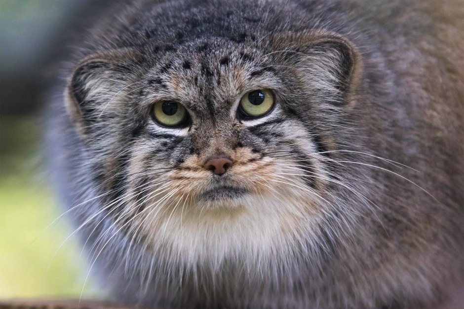 Дальневосточный кот Манул