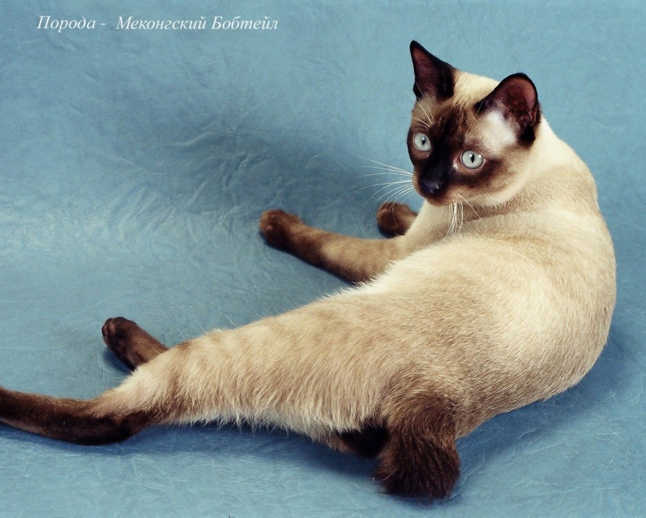 Тибетская кошка