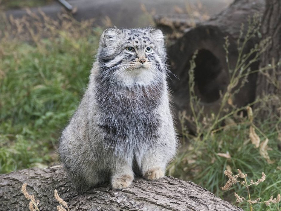 Манул (палласов кот)