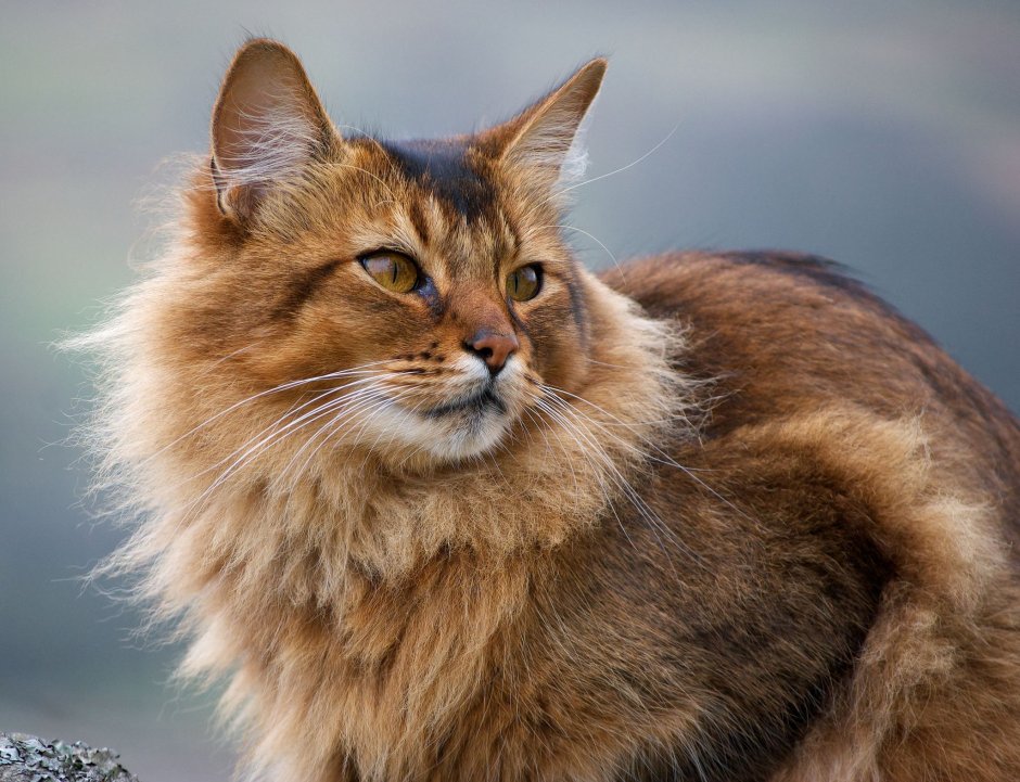 Кот породы Сомали