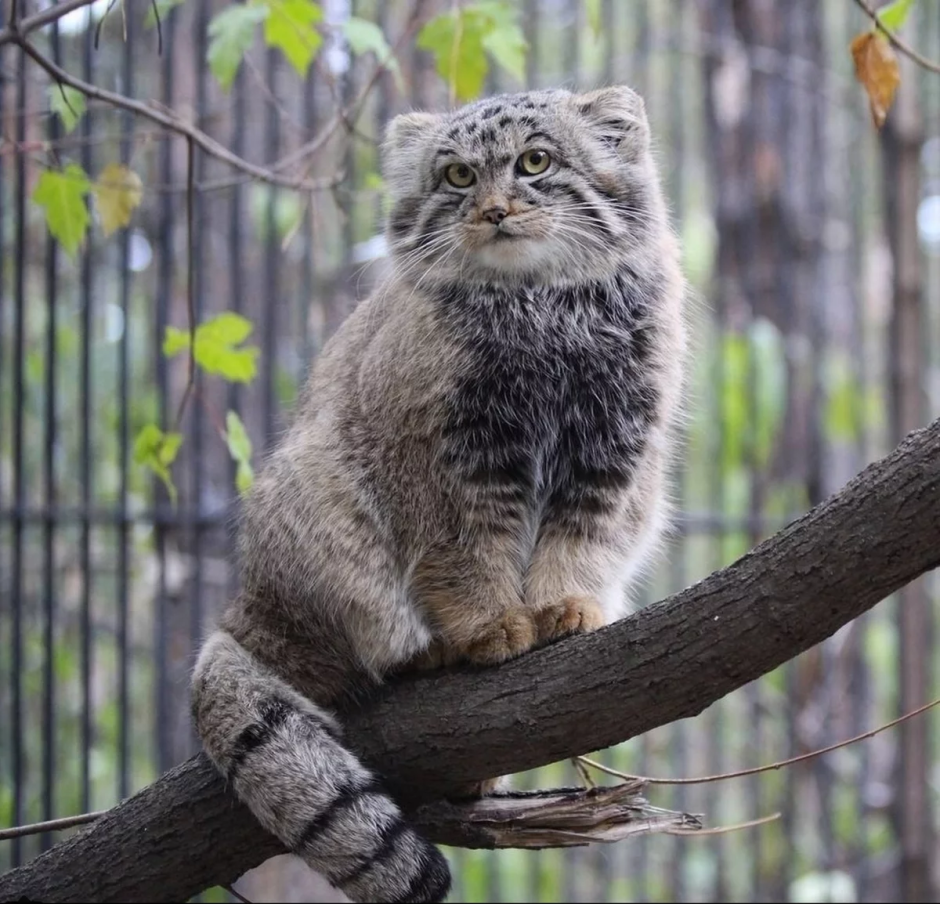 Сибирский кот Манул