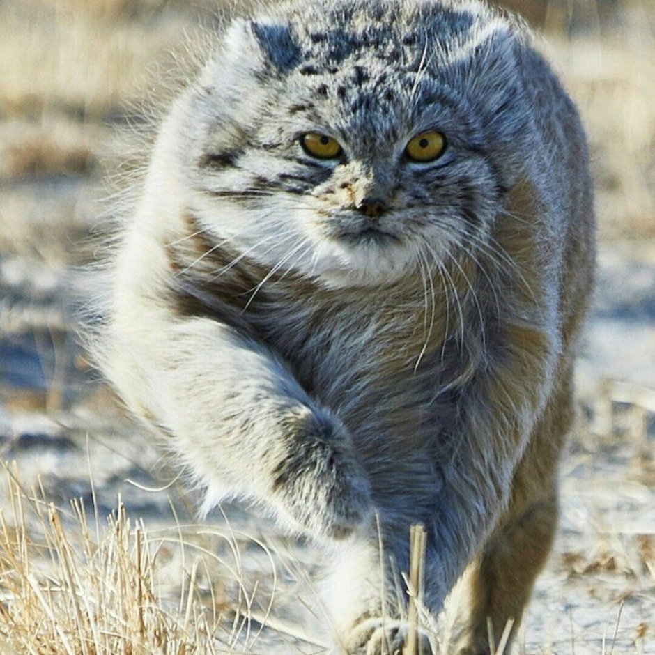 Дикий Манул