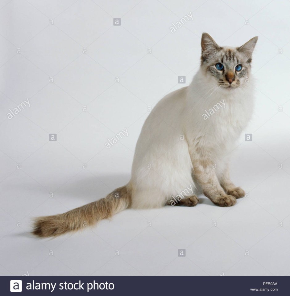 Балинез Балинезийская кошка