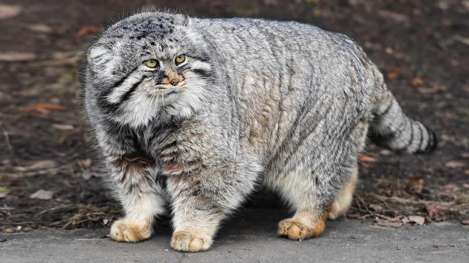 Манул Забайкальский дикий кот