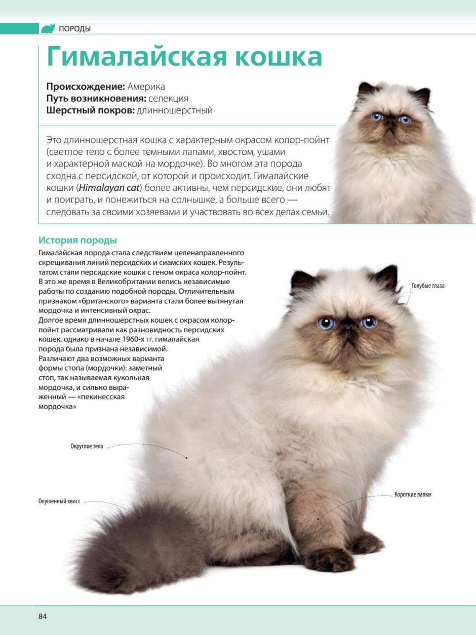 Гималайская кошка описание
