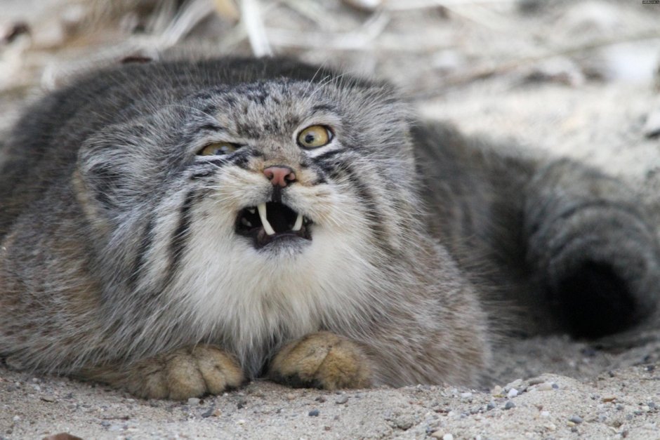 Кот Манул