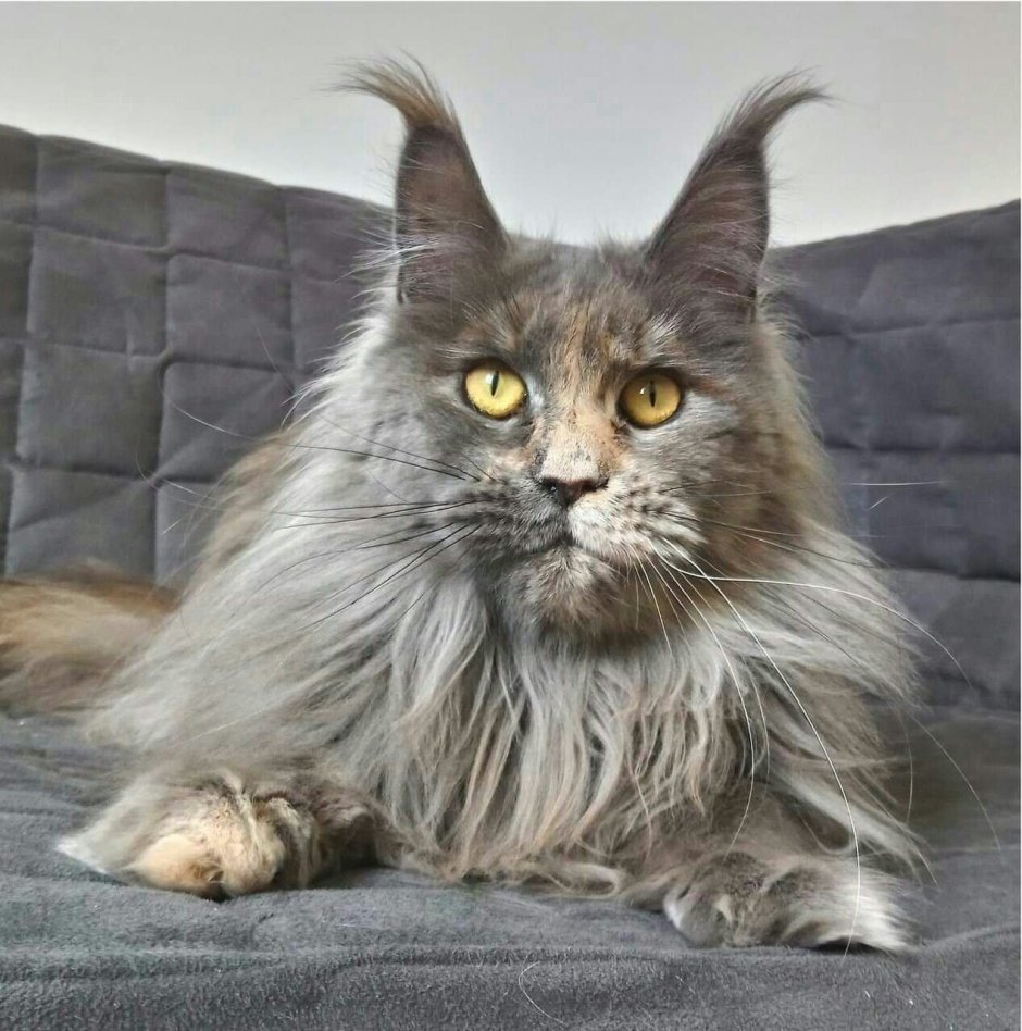Длинношерстные коты породы
