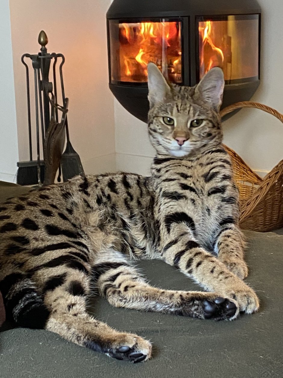 Ashera Cat приват