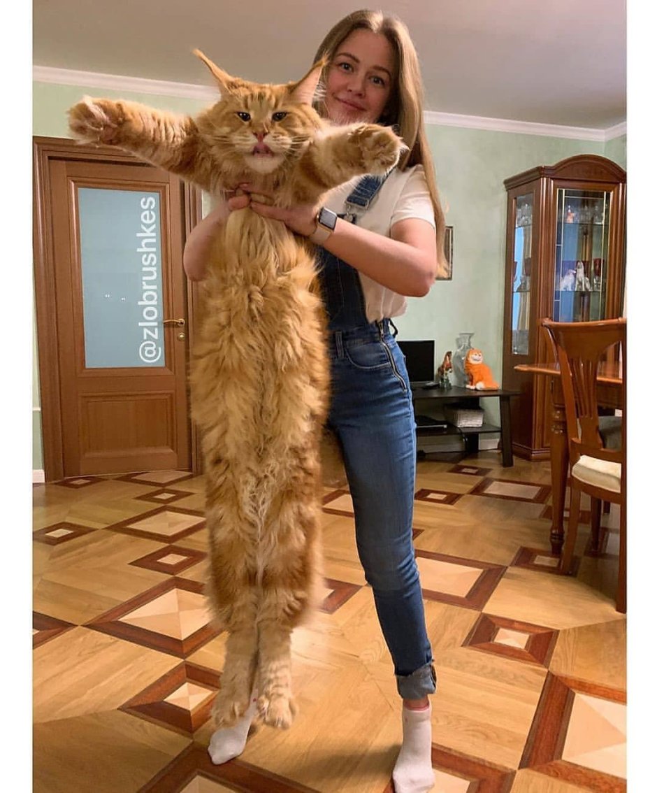 Кошка Мейн кун