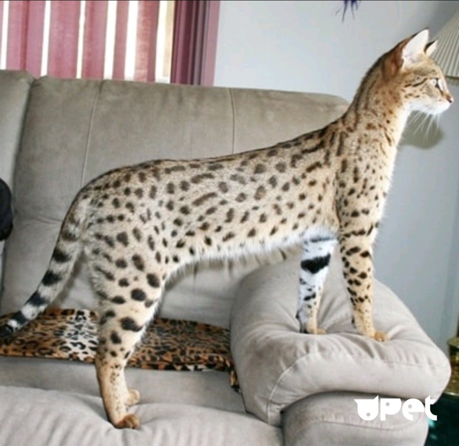 Саванна кошка гибрид