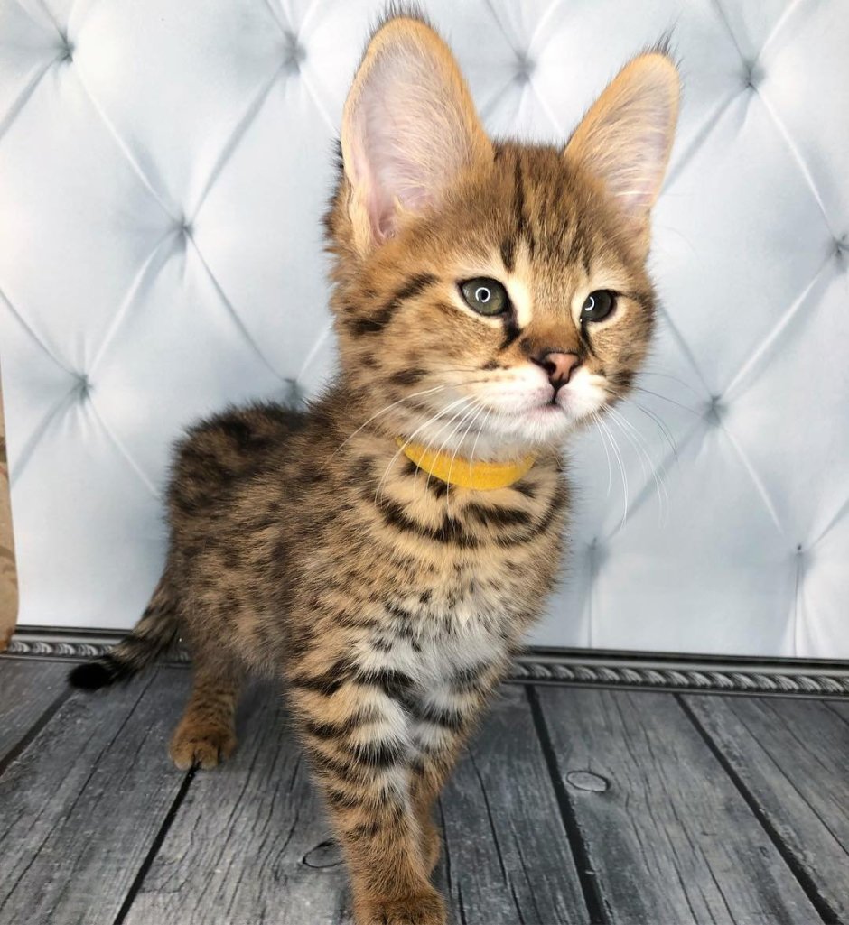 Саванна кошка