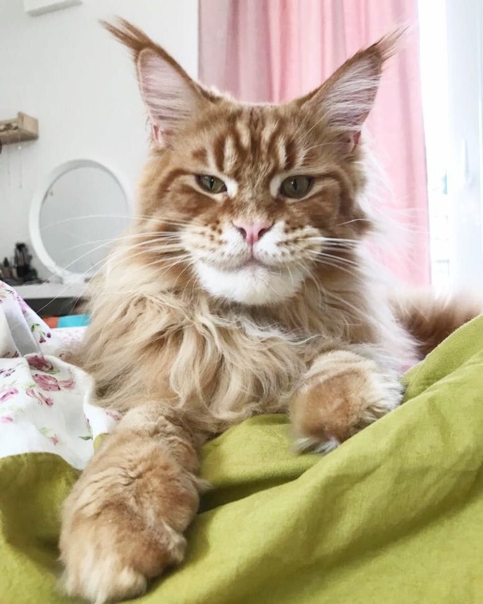 Котопес Мейн кун