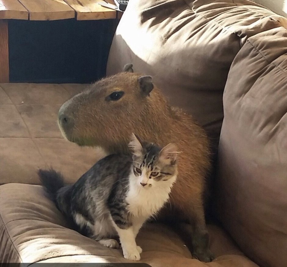 Капибара и кот