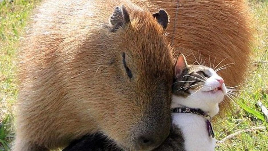 Капибара и кошка