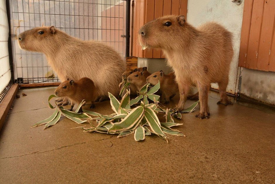Капибара и медведь