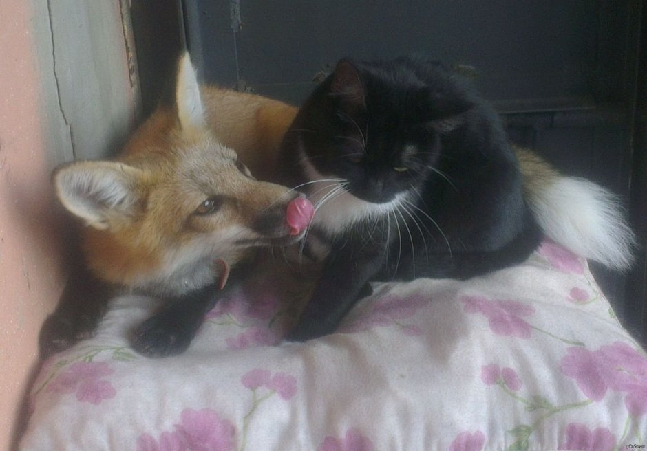 Лис и кошка