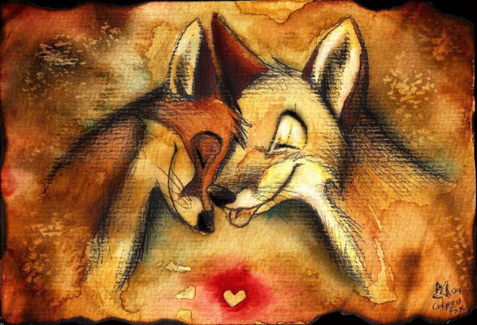 Culpeo Fox лисы любовь