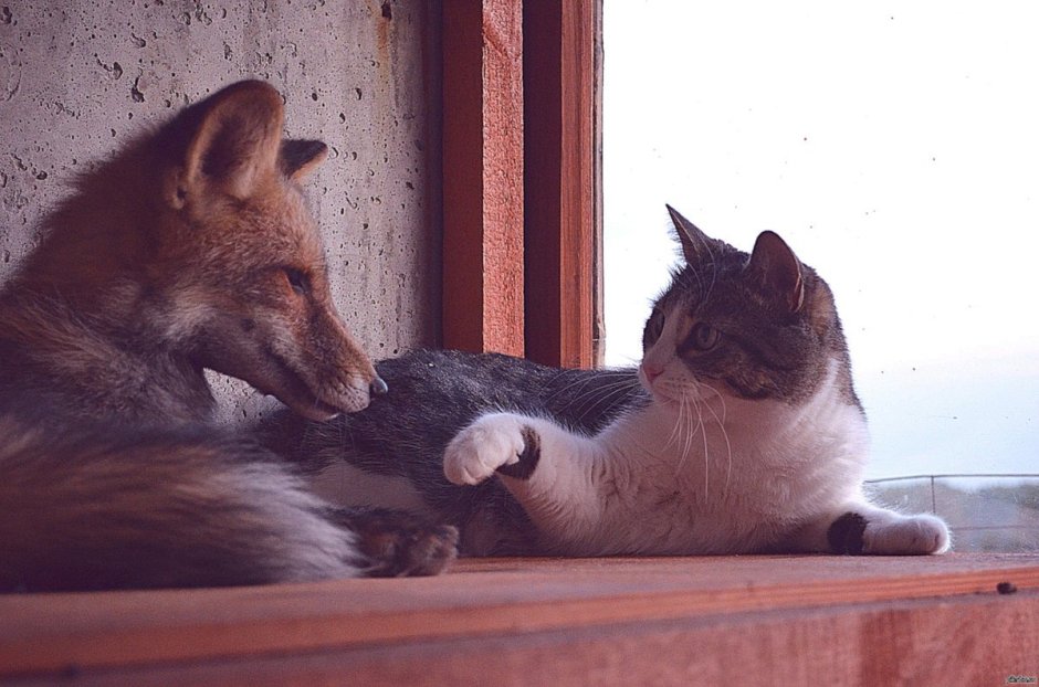 Лисенок и котенок