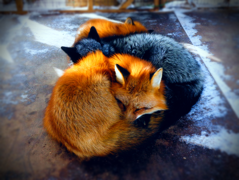 Лис и кот