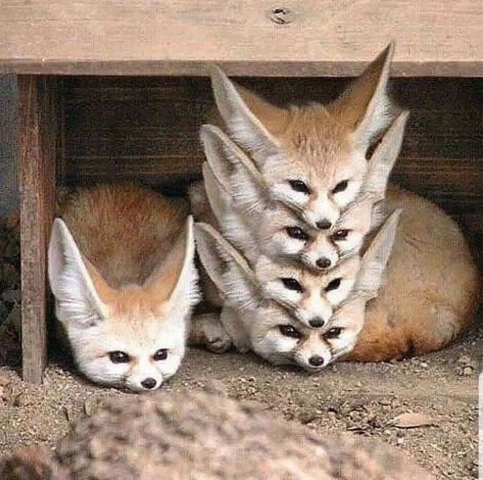 Фенек животное смешные