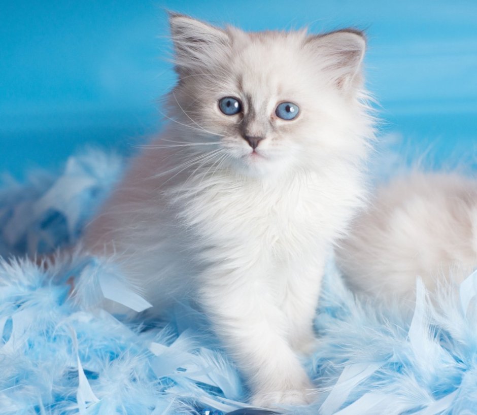 Невская маскарадная кошка с котятами