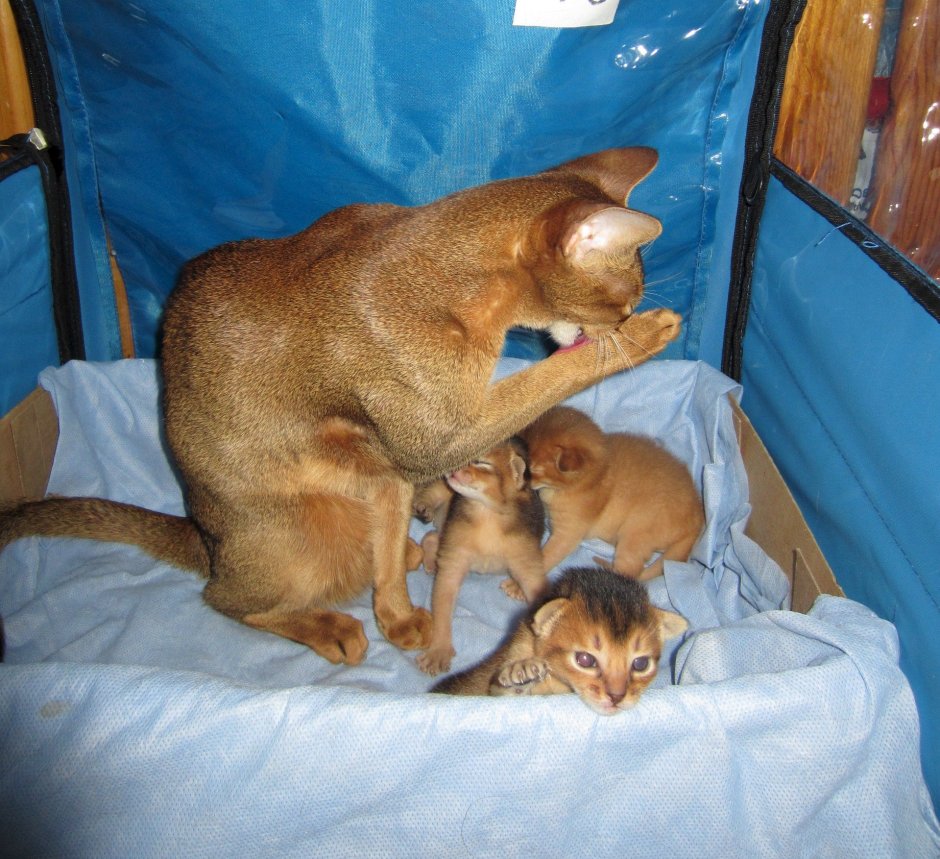 Новорожденные котята абиссинцы