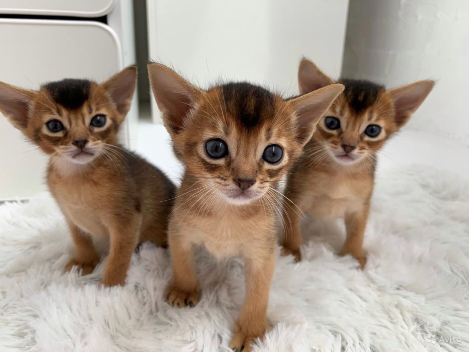 Абиссинская шоколадная кошка