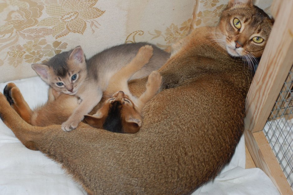 Котенок Мур цвётняшки