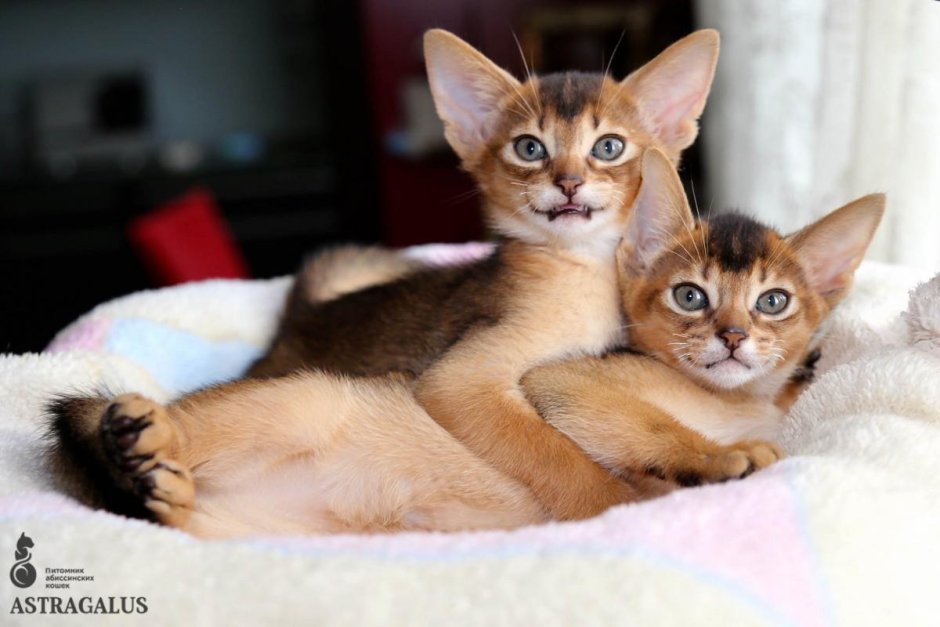 Клички для абиссинских кошек