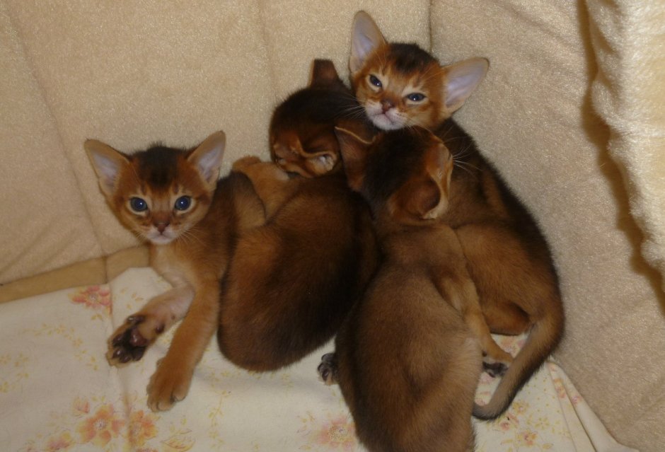 Абиссинские котята