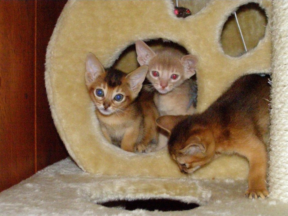 Заставка на телефон Абиссинская кошка с котенком