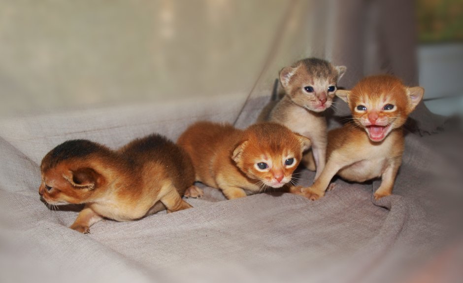 Новорожденные котята Абиссинской кошки