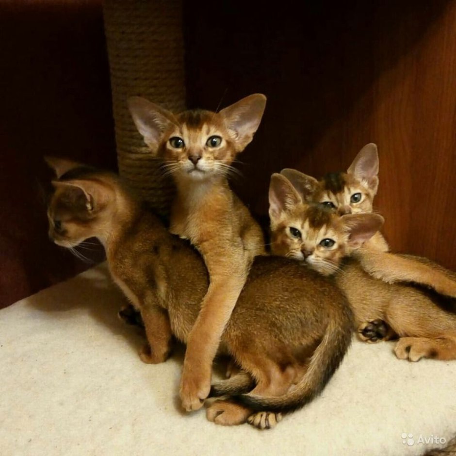 Абиссинские котята в три недели