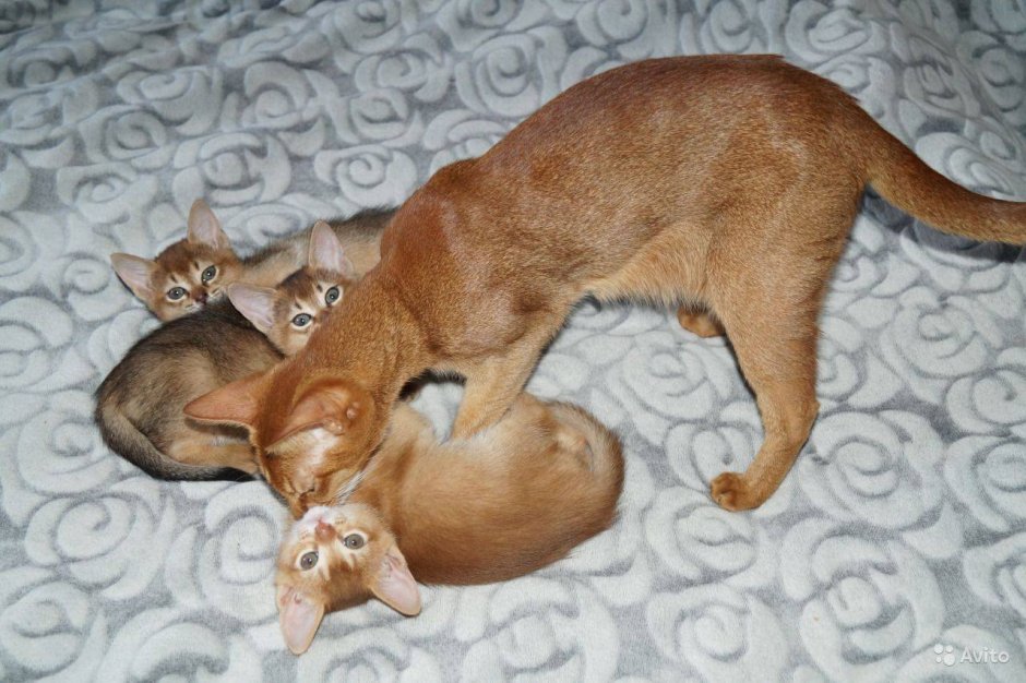 Абиссинская кошка котёнок