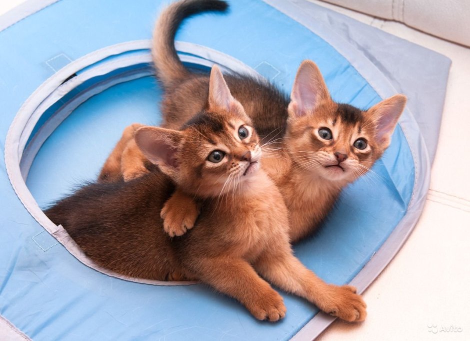 Абиссинская кошка котёнок