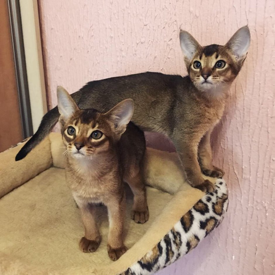Клички для абиссинских кошек
