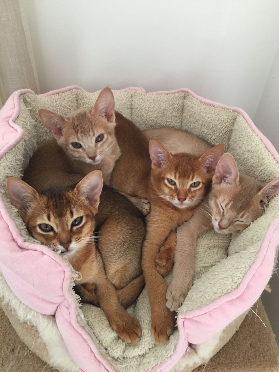 Новорожденные Абиссинские котята