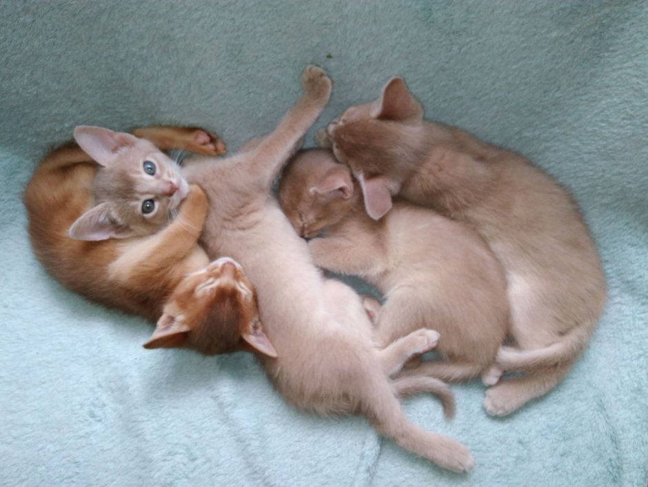Абиссинская кошка фото