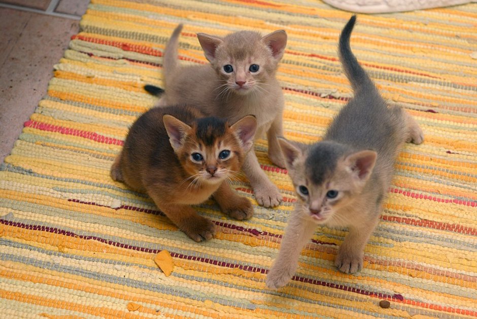 Абиссинская кошка Breed