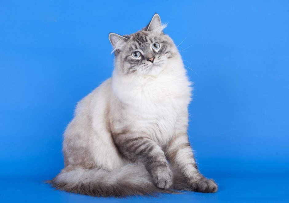 Котята породы Невская маскарадная
