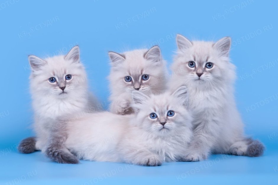 Невская маскарадная кошка с котятами