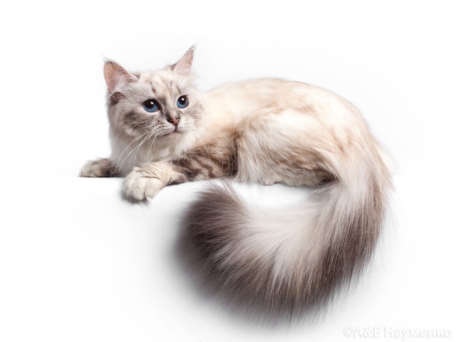 Котенок Невская маскарадная на белом фоне