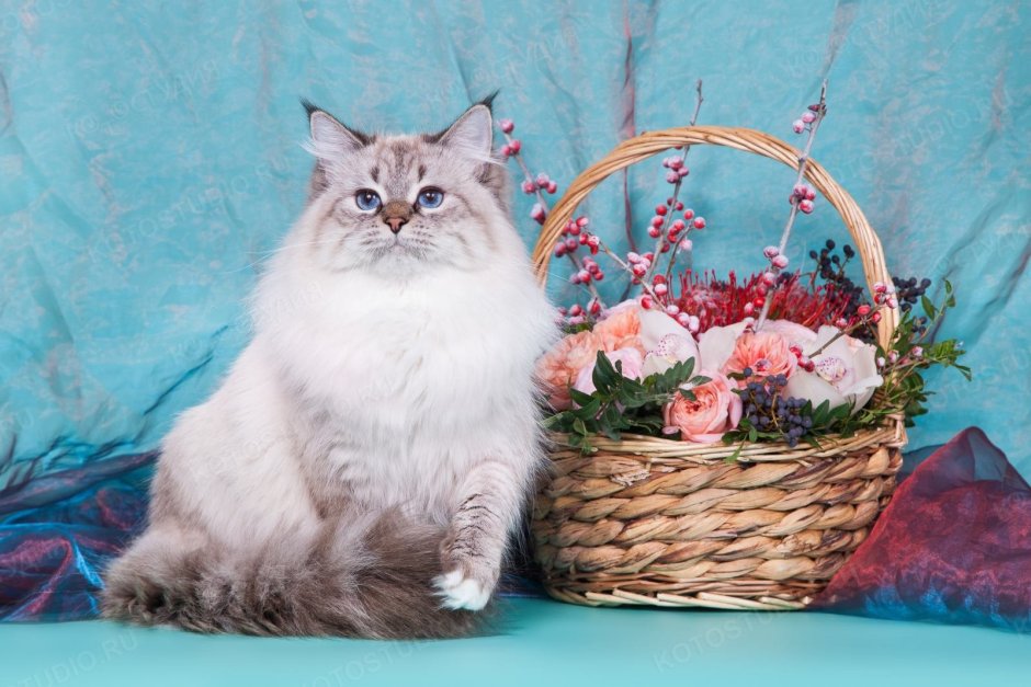 Ленинградская маскарадная кошка