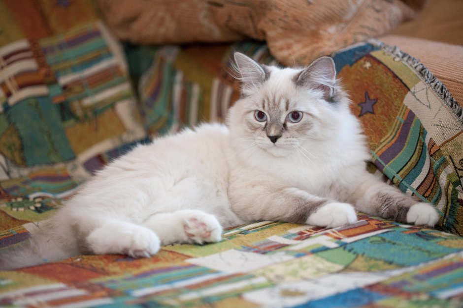 Котенок Невский карнавал