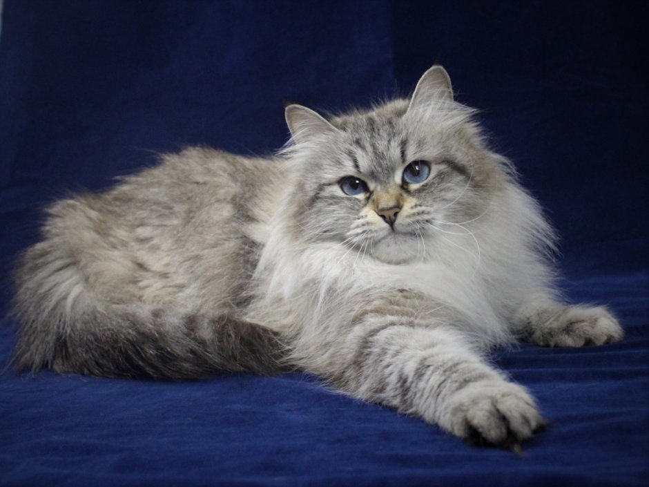 Сиамско Сибирская кошка
