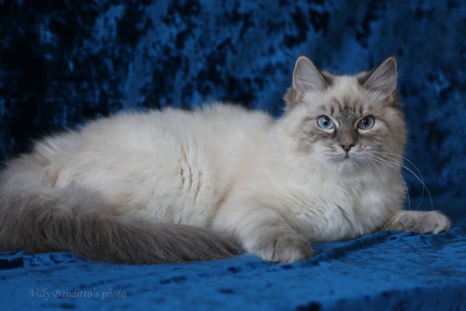 Невская маскарадная кошка серая